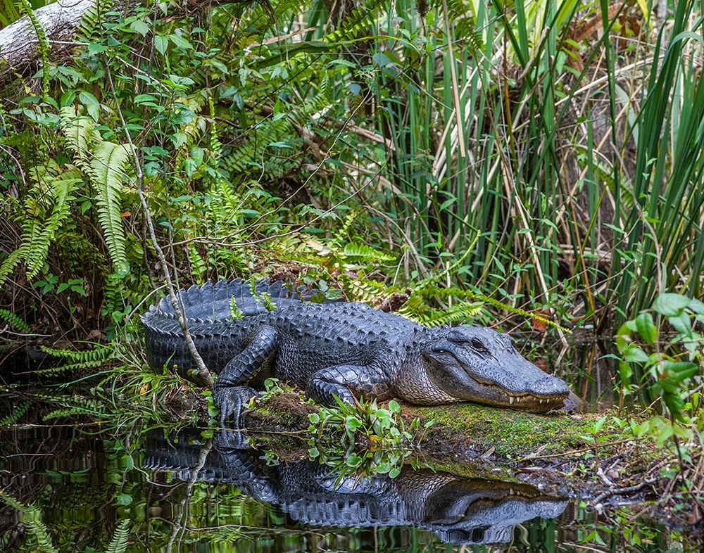 An alligator rests on a floating log in a swamp